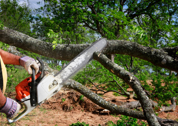 Leaf Removal Services in Pike Creek, DE