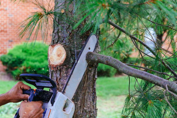 Best Hazardous Tree Removal  in Pike Creek, DE